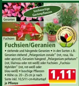 Norma Fuchsien / Geranien Angebot