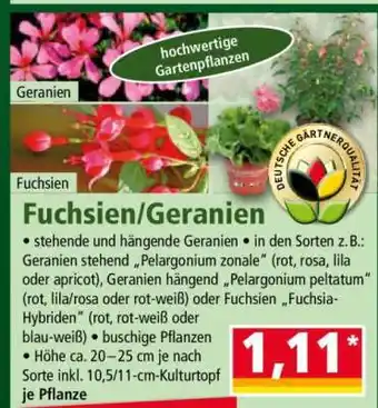 Fuchsien / Geranien