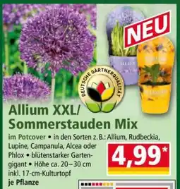 Norma Allium XXL/Sommerstauden Mix Angebot