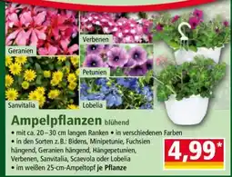 Norma Ampelpflanzen Angebot