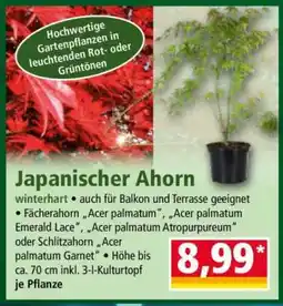 Norma Japanischer Ahorn Angebot