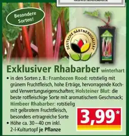 Norma Exklusiver Rhabarber winterhart Angebot