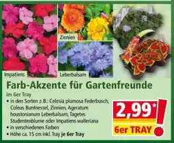 Norma Farb-Akzente für Gartenfreunde Angebot