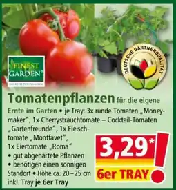 Norma Tomatenpflanzen Angebot