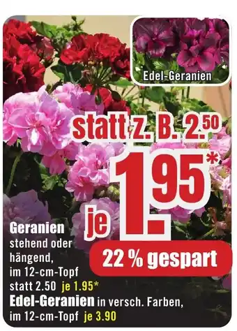 B1 Discount Baumarkt Geranien Angebot