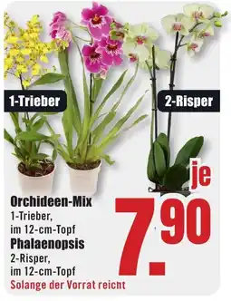 B1 Discount Baumarkt Orchideen-Mix Angebot
