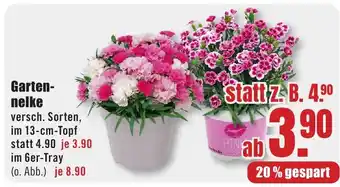B1 Discount Baumarkt Gartennelke Angebot