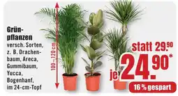 B1 Discount Baumarkt Grünpflanzen Angebot