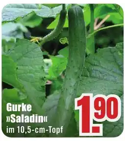 B1 Discount Baumarkt Gurke >>Saladin<< Angebot