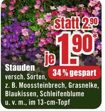B1 Discount Baumarkt Stauden Angebot