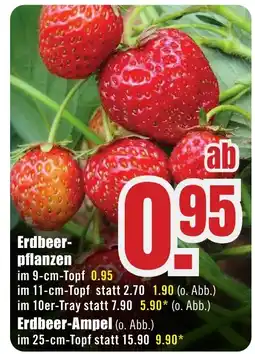 B1 Discount Baumarkt Erdbeerpflanzen Angebot