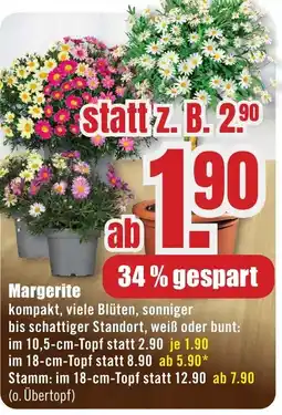 B1 Discount Baumarkt Margerite Angebot