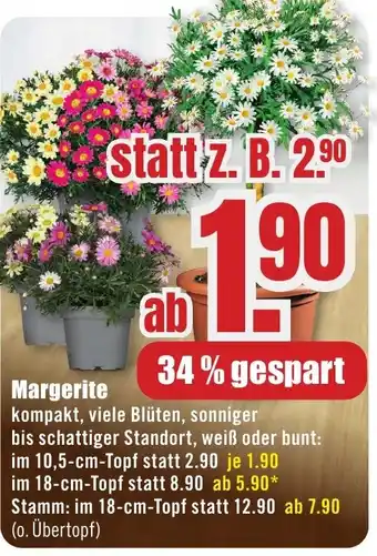 B1 Discount Baumarkt Margerite Angebot