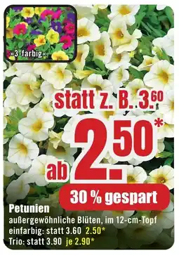 B1 Discount Baumarkt Petunien Angebot