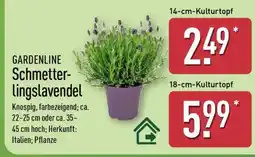 Aldi Nord GARDENLINE Schmetterlingslavendel Angebot