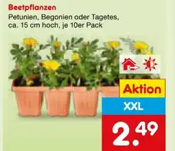 Netto Marken-Discount XXL-Beetpflanze Angebot