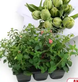 Edeka Geranien Angebot