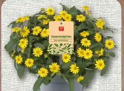 nahkauf Rewe Beste Wahl Husarenknöpfchen Angebot