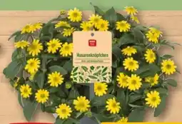 REWE Center Rewe Beste Wahl Husarenknöpfchen Angebot