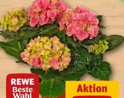 REWE Center Rewe Beste Wahl Hortensien Angebot