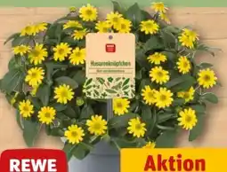 REWE Rewe Beste Wahl Husarenknöpfchen Angebot