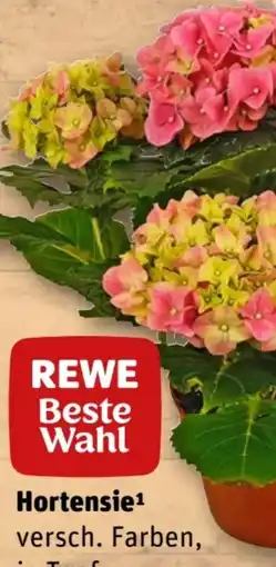 REWE Rewe Beste Wahl Hortensie Angebot