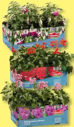 Lidl Fuchsien Angebot