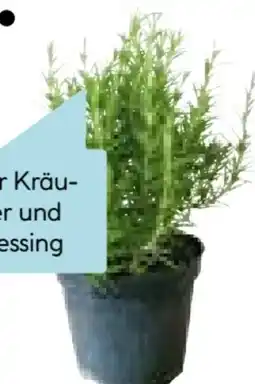 Hellweg Italienische Kräuter Angebot