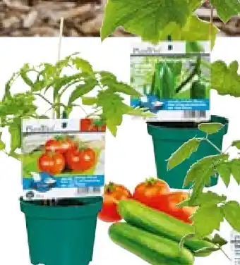 Hellweg Plantiflor Veredeltes Vitalgemüse Angebot