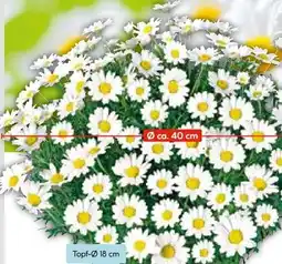 Hellweg Margeriten Busch Angebot