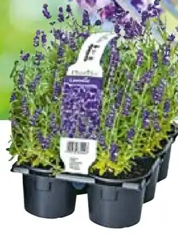 Hellweg Echter Lavendel Angebot