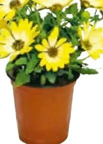 Hellweg Kapkörbchen Angebot