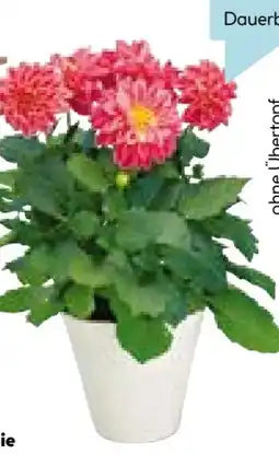 Hellweg Dahlien Busch Angebot