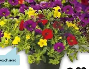 Hellweg Calibrachoa Trio Angebot
