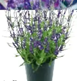 Hellweg Lavendel Munstead Angebot