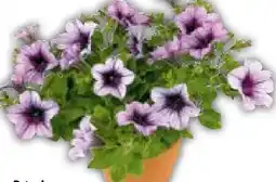 Hellweg Petunien Angebot