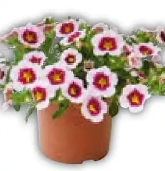 Hellweg Zauberglöckchen Angebot