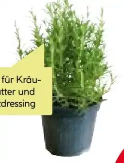 BayWa Bau & Garten Italienische Küchenkräuter Angebot