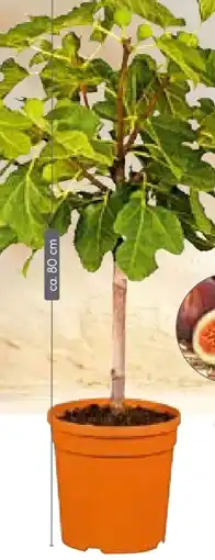 BayWa Bau & Garten Plantiflor Feigenbaum Angebot