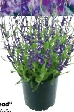 BayWa Bau & Garten Lavendel Munstead Angebot