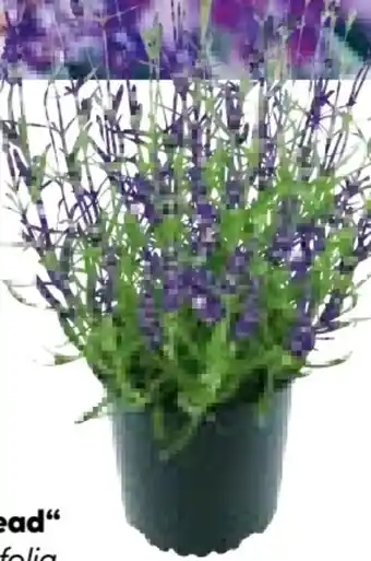 BayWa Bau & Garten Lavendel Munstead Angebot