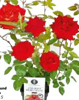 BayWa Bau & Garten Kletterrosen Angebot