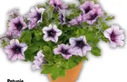 BayWa Bau & Garten Petunien Petunia Angebot