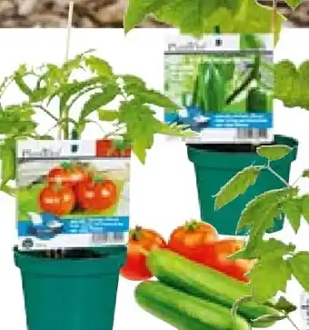 BayWa Bau & Garten Plantiflor Veredeltes Vitalgemüse Angebot