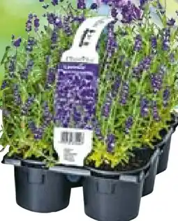 BayWa Bau & Garten Echter Lavendel Angebot
