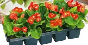 BayWa Bau & Garten Beet- und Balkonpflanzen Sommerblumen Angebot