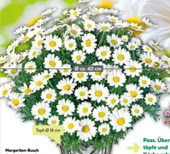 BayWa Bau & Garten Margeriten Busch Angebot