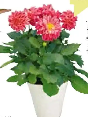 BayWa Bau & Garten Dahlie Angebot