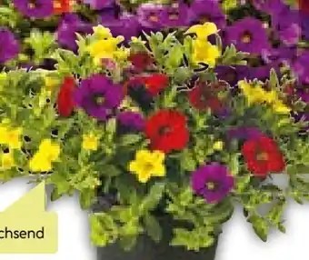 BayWa Bau & Garten Calibrachoa Trio Angebot
