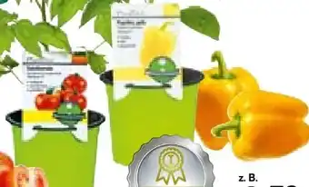 BayWa Bau & Garten Plantiflor Gemüsepflanzen Meisterklasse Angebot